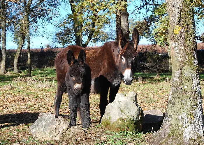 Casa Da Cisterna Casa de Campo Figueira de Castelo Rodrigo